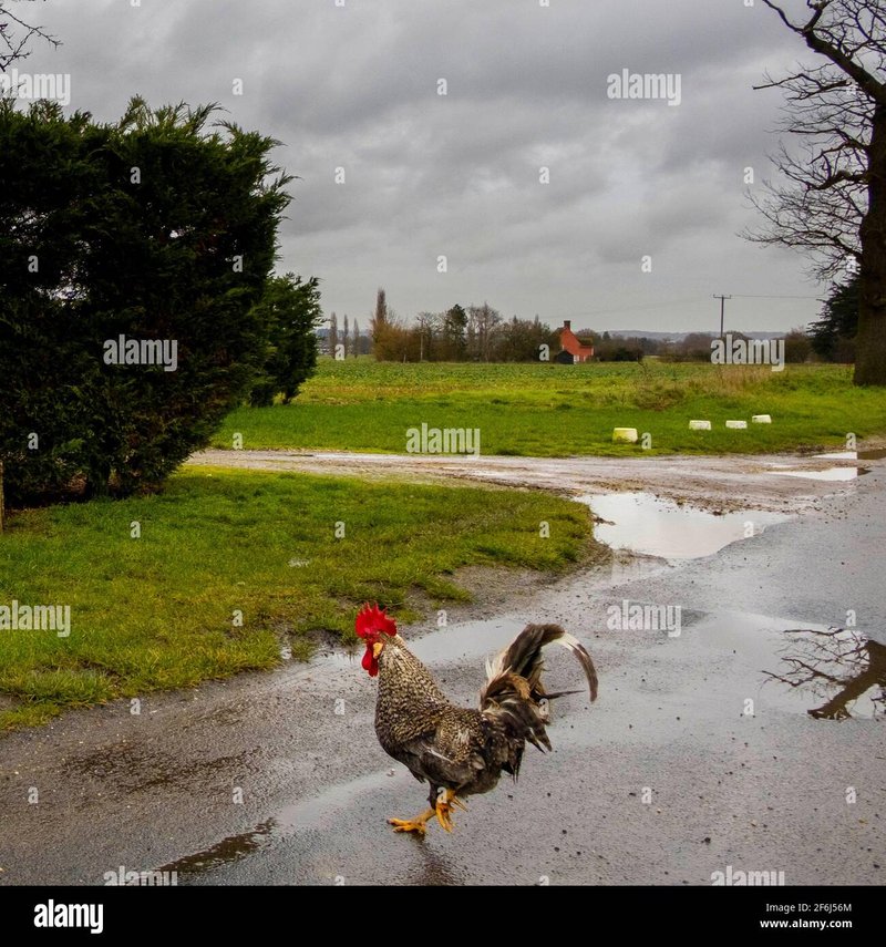 Best chicken road online in Spain